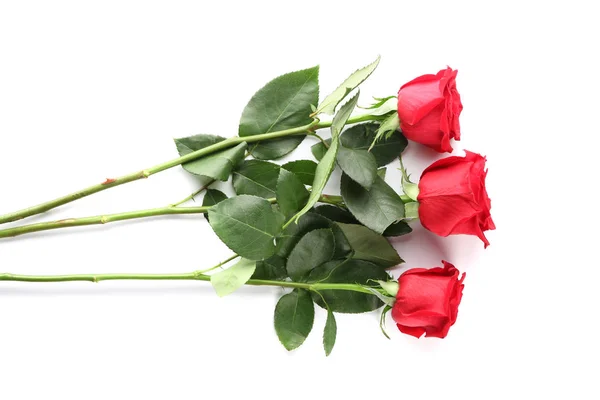 Beautiful Red Roses White Background — Stock Photo, Image