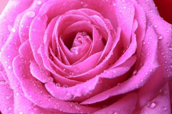 Schöne Rosa Rose Nahaufnahme — Stockfoto