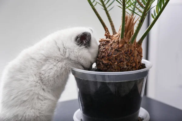 Cute Little Kitten Pot Houseplant Home — Stock Photo, Image