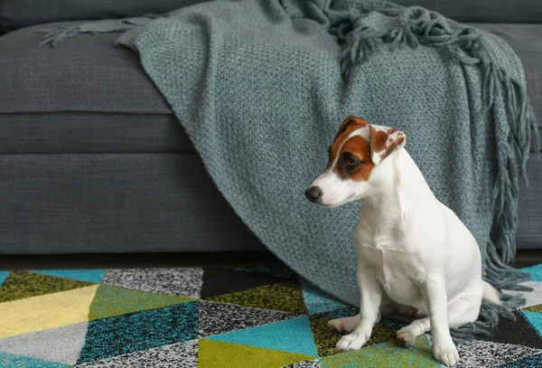 Anjing Jack Russell Yang Lucu Rumah — Stok Foto