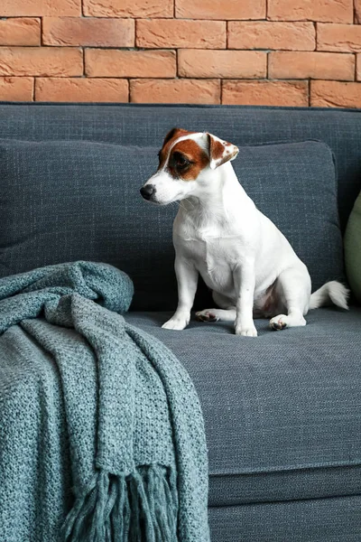 Draguta Jack Russell Terrier Canapea Domiciliu — Fotografie, imagine de stoc