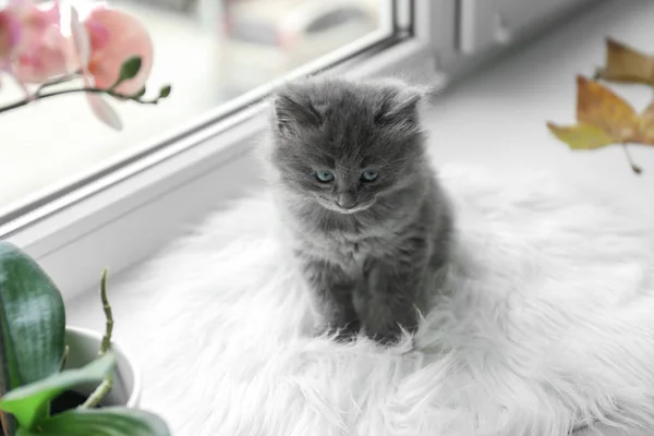 Cute Little Kitten Window Sill — Stock Photo, Image