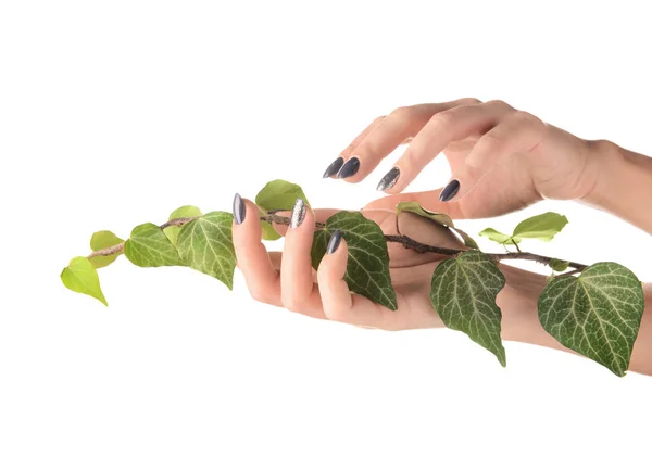 Female Hands Manicure Holding Ivy Branch White Background — Stock Photo, Image
