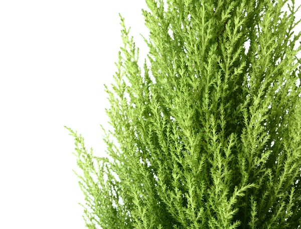 Cypress Tree White Background Closeup — Stock Photo, Image