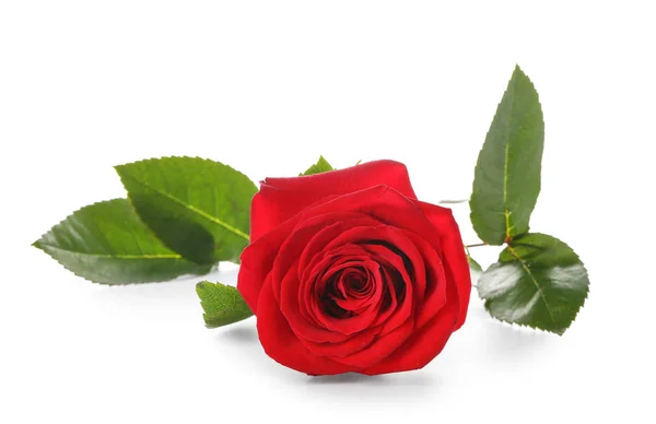 Beautiful Red Rose White Background — Stock Photo, Image