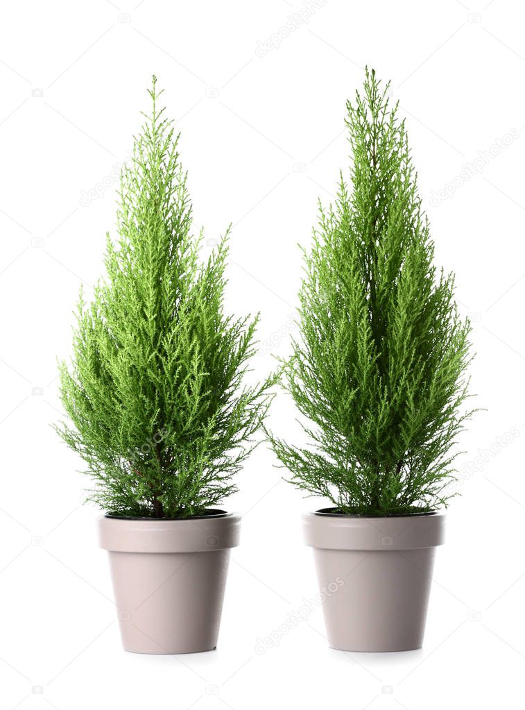 Cypress trees on white background