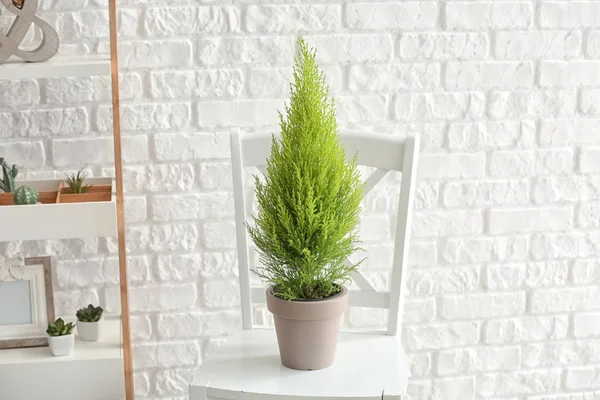 Maceta Con Árbol Thuya Silla Cerca Pared Ladrillo Blanco — Foto de Stock