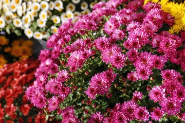 Bir sürü güzel kasımpatı çiçeği