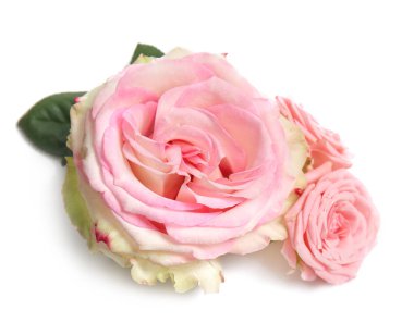 Beyaz arka planda güzel pembe güller