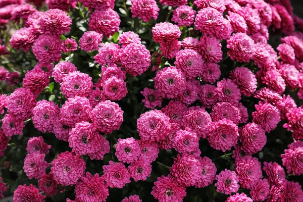 Plenty Beautiful Chrysanthemum Flowers — Stock Photo, Image