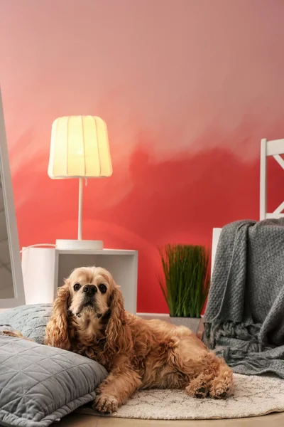 Cute Dog Pink Wall Interior Room — Stock Photo, Image