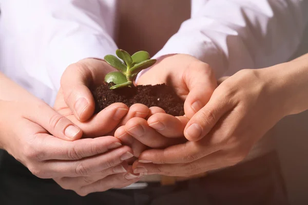 Business People Holding Green Seedling Soil Closeup — Stock Photo, Image