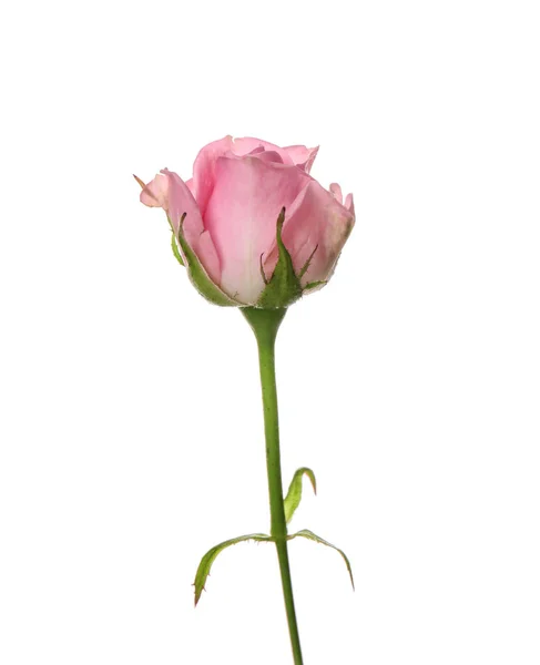 Hermosa Rosa Sobre Fondo Blanco — Foto de Stock