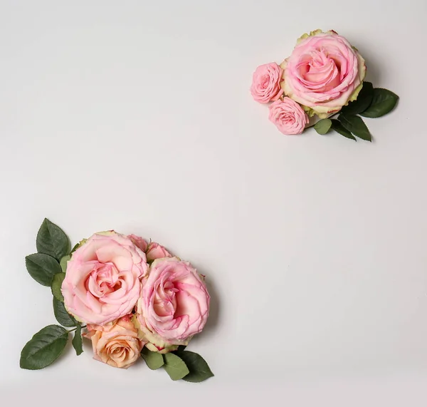 Hermosas Rosas Rosadas Sobre Fondo Blanco — Foto de Stock