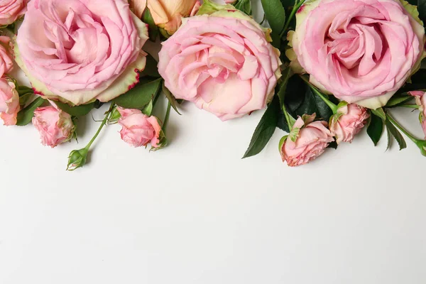 Hermosas Rosas Rosadas Sobre Fondo Blanco — Foto de Stock