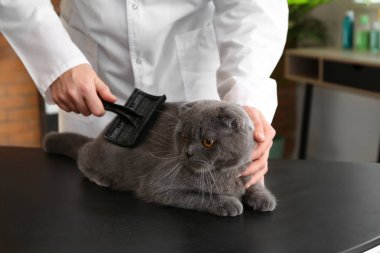 Female groomer brushing cat in salon clipart