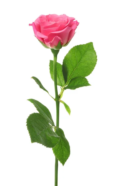 Beautiful Pink Rose White Background — Stock Photo, Image