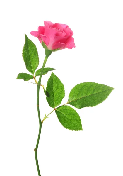 Piękna Różowa Róża Białym Tle — Zdjęcie stockowe