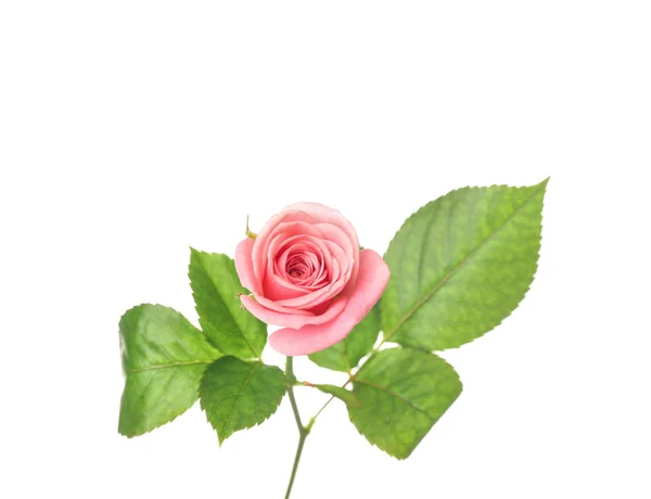 Beautiful Pink Rose White Background — Stock Photo, Image