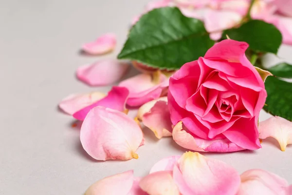 Beautiful Pink Rose Petals Light Background — Stock Photo, Image