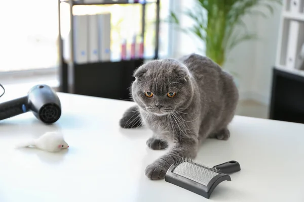 Chat Mignon Dans Salon Toilettage — Photo