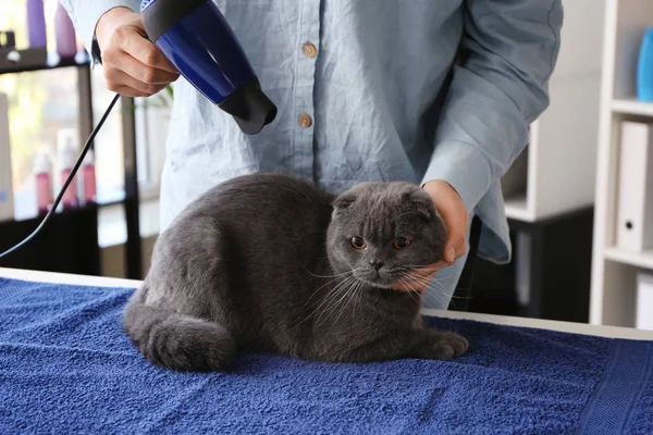 Female groomer drying cat\'s hair in salon