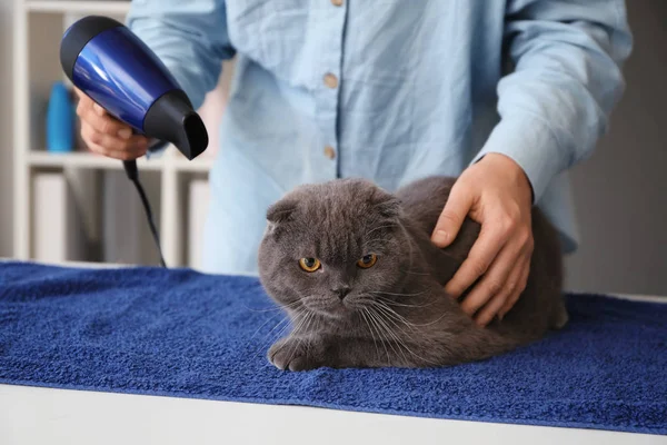 Female groomer drying cat\'s hair in salon
