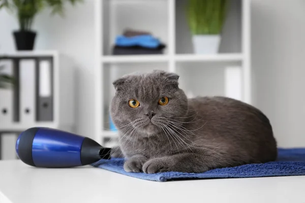 Cute Funny Cat Lying Table Grooming Salon — Stock Photo, Image
