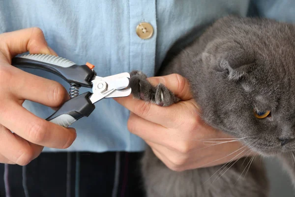 Female Groomer Trimming Cat Claws Salon Closeup — Stock Photo, Image