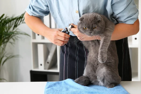 Female Groomer Trimming Cat Claws Salon — Stock Photo, Image