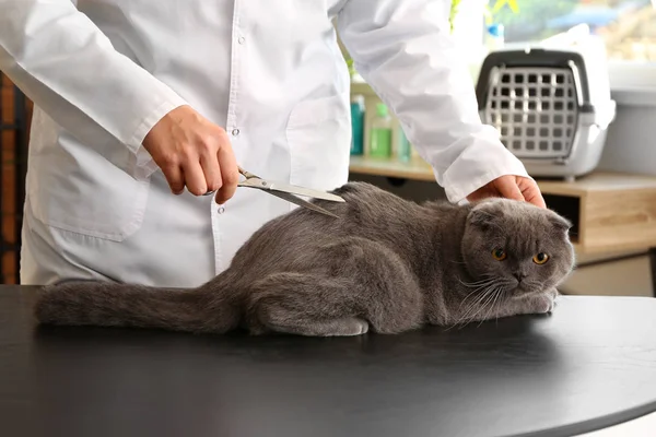 Female groomer cutting cat\'s hair in salon