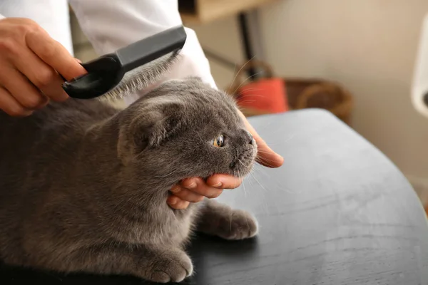 Pflegerin Putzt Katze Salon — Stockfoto