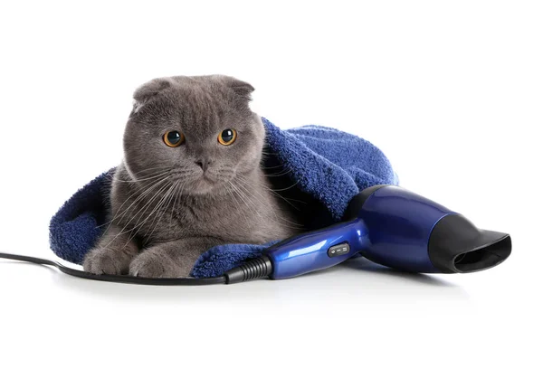 Cute Cat Towel Blow Dryer White Background — Stock Photo, Image
