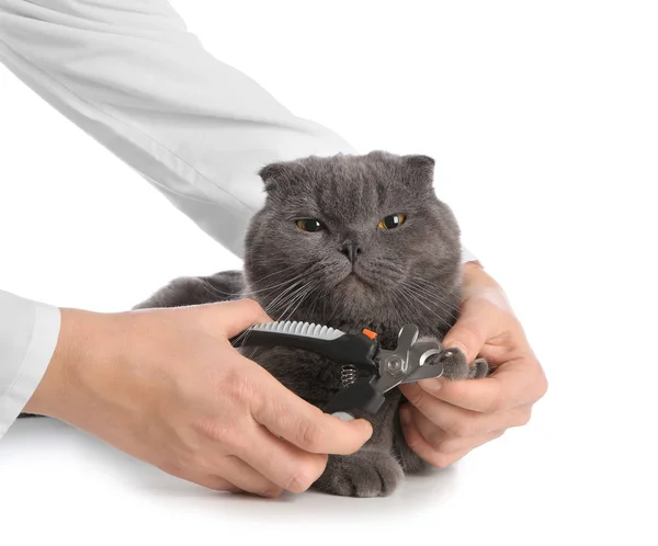 Female Groomer Trimming Cat Claws White Background — Stock Photo, Image