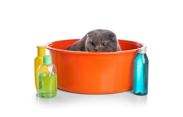 Cute Cat Basin Cosmetics Washing White Background — Stock Photo, Image