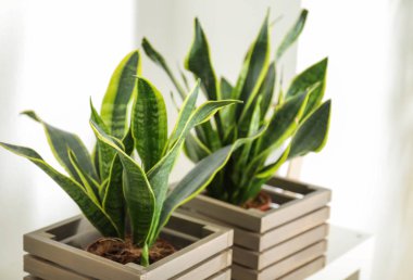 Dekoratif sansevieria bitkilerde ahşap kutular