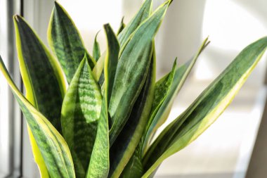 Pencere, closeup üzerinde dekoratif sansevieria bitki