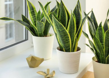 Dekoratif sansevieria bitkiler üzerinde pencere