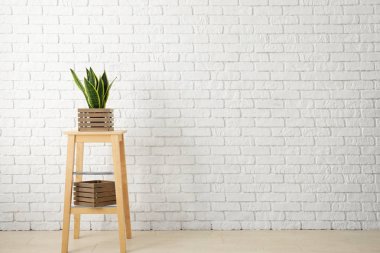 Tuğla duvar yakınındaki ahşap kutu fabrikasında dekoratif sansevieria
