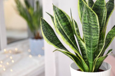 Oda, closeup dekoratif sansevieria bitki
