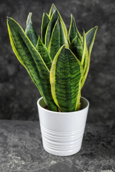 Decorative Sansevieria Plant Grey Table — Stock Photo, Image