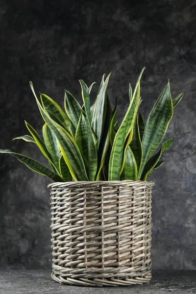 Decorative Sansevieria Plant Grey Table — Stock Photo, Image