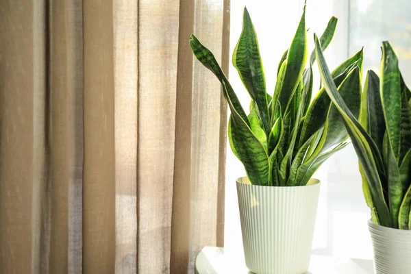 Plantas Decorativas Sansevieria Sobre Mesa Blanca — Foto de Stock