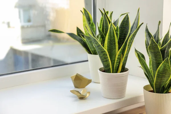 Decorative Sansevieria Plants Windowsill — Stock Photo, Image