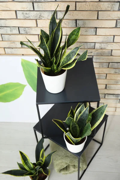 인테리어에서 Sansevieria — 스톡 사진