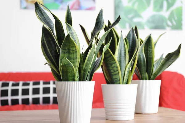 Plantas Decorativas Sansevieria Sobre Mesa Madera Habitación — Foto de Stock