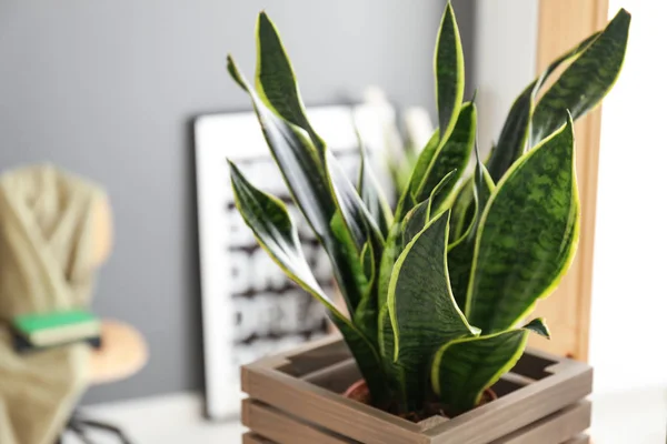 Dekoratif Sansevieria Tanaman Kamar Closeup — Stok Foto