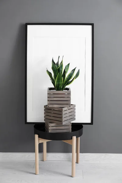 테이블에 상자와 Sansevieria — 스톡 사진