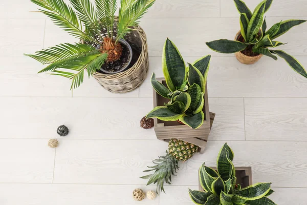 Ananas Katta Bitkilerle Dekoratif Sansevieria — Stok fotoğraf