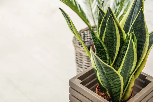 Decorative Sansevieria Plant Floor — Stock Photo, Image